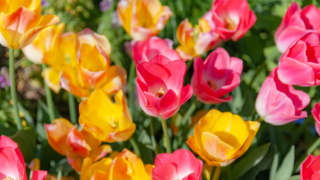 赤と黄のチューリップ