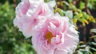 ピンクのぼたん