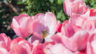 ピンクのチューリップ