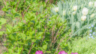 濃いピンクのチューリップ