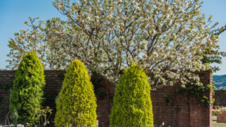 葉桜と３本のヒバ