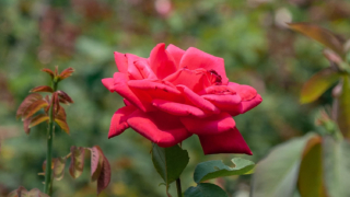 赤いバラ