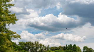 木々と空と鳶