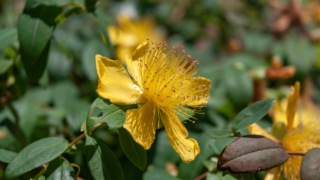 セイヨウオトギリ