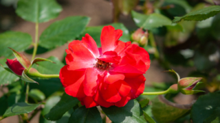 赤いバラ