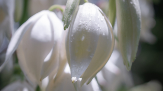 白いイトラン（ユッカ）