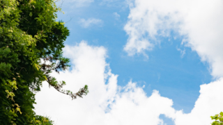 木々と青空