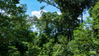 水平に伸びる枝