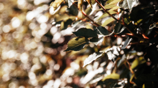 夕日に輝く生け垣