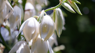 白いイトラン（ユッカ）