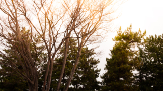 びわ湖なぎさ公園の木々