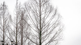 びわ湖なぎさ公園の木々