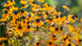 アラゲハンゴンソウ