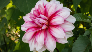 ダリア - 眠り姫