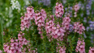 いろいろなアリッサム