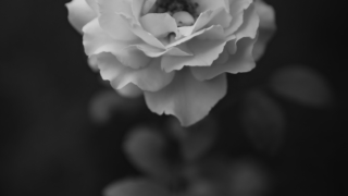 黄色いバラ（モノクロ）