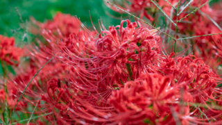 彼岸花 - 高島 桂浜園地