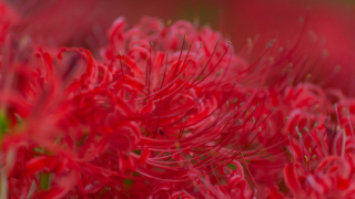 彼岸花 - 高島 桂浜園地