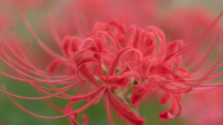 彼岸花 - 高島 桂浜園地