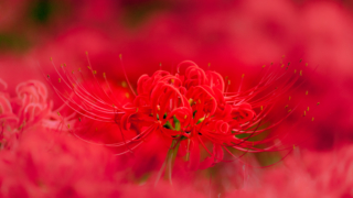 彼岸花 - 高島 桂浜園地