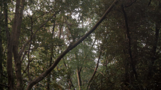 林の木々と木漏れ日