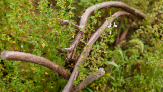 天然木による手摺り