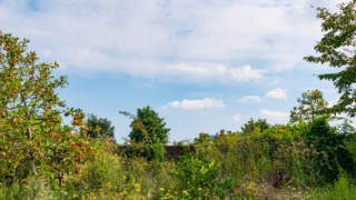 庭園の煉瓦塀と空