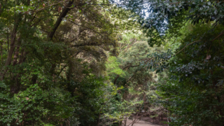 参道 - 近江神宮