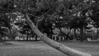 大きく曲がった松