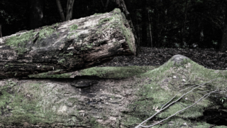 苔むした倒木