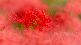 彼岸花 高島市桂浜園地