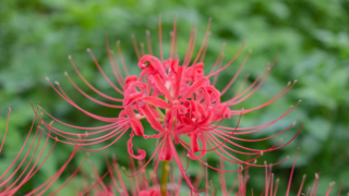 彼岸花 高島市桂浜園地