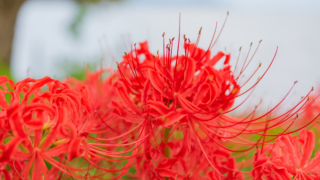 彼岸花 高島市桂浜園地