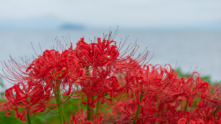 岸花 高島市桂浜園地