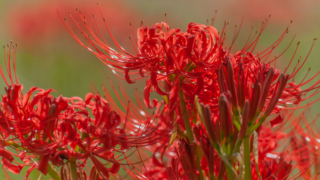 彼岸花 高島市桂浜園地
