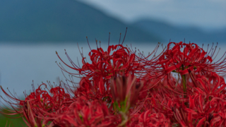 彼岸花 高島市桂浜園地