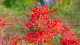 彼岸花 高島市桂浜園地