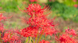 彼岸花 高島市桂浜園地