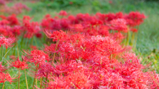 彼岸花 高島市桂浜園地