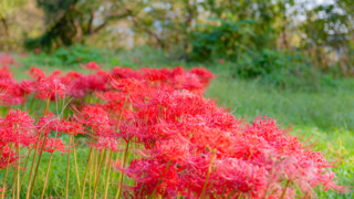 彼岸花 高島市桂浜園地