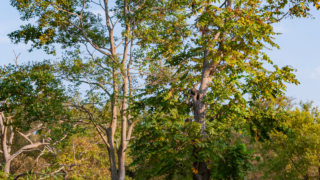 彼岸花 高島市桂浜園地