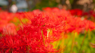 彼岸花 高島市桂浜園地