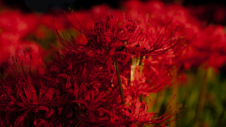 彼岸花 高島市桂浜園地