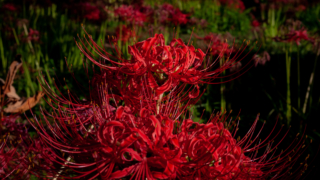 彼岸花 高島市桂浜園地