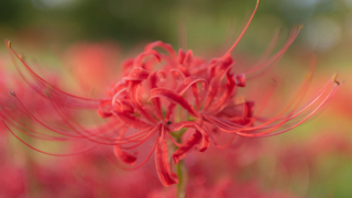 彼岸花 高島市桂浜園地