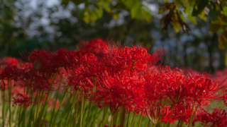 彼岸花 高島市桂浜園地