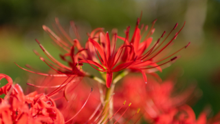 彼岸花 高島市桂浜園地