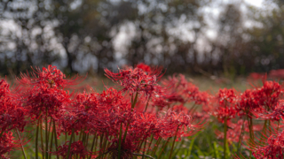 彼岸花 高島市桂浜園地