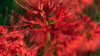 彼岸花 高島市桂浜園地