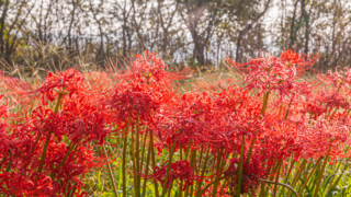 彼岸花 高島市桂浜園地